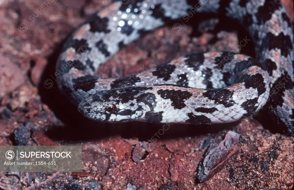 Close-up of a Short-tailed Snake (Stilosoma extenuatum), Alachua County, Florida, USA