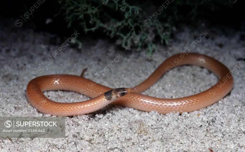 High angle view of a Coastal Dune Crowned Snake (Tantilla relicta pamlica), South East Coast, Florida, USA