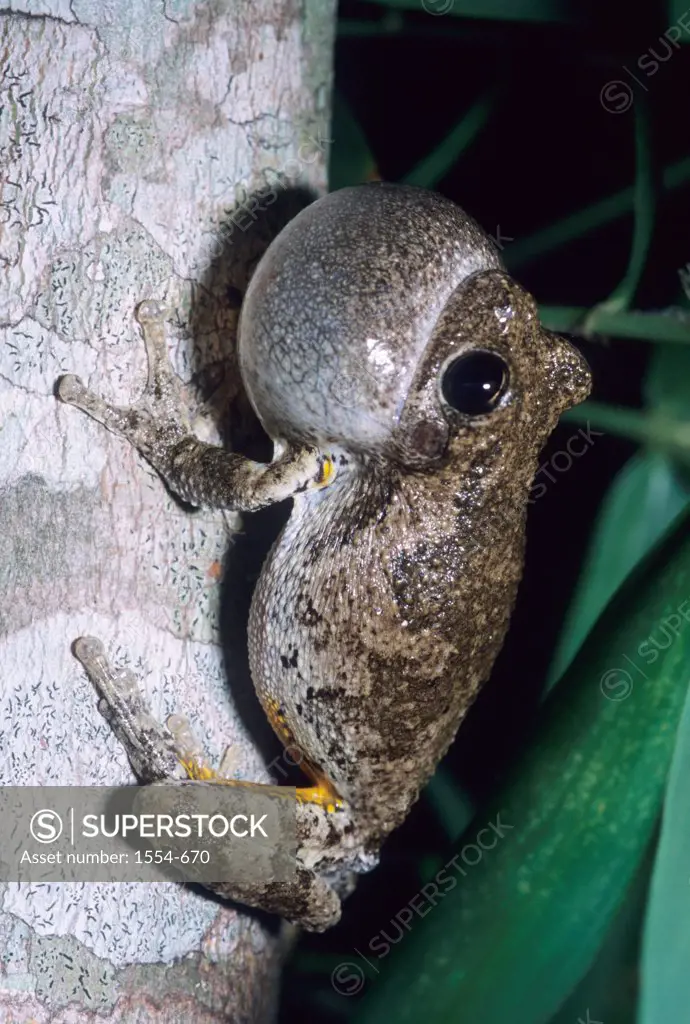 Close-up of a male Cope's Gay Tree frog (Hyla chrysoscelis) calling on a tree trunk, Florida, USA