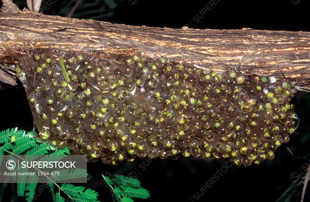 Close-up of Mexican Leaf Frog (Pachymedusa dacnicolor) eggs, Sonora State, Mexico