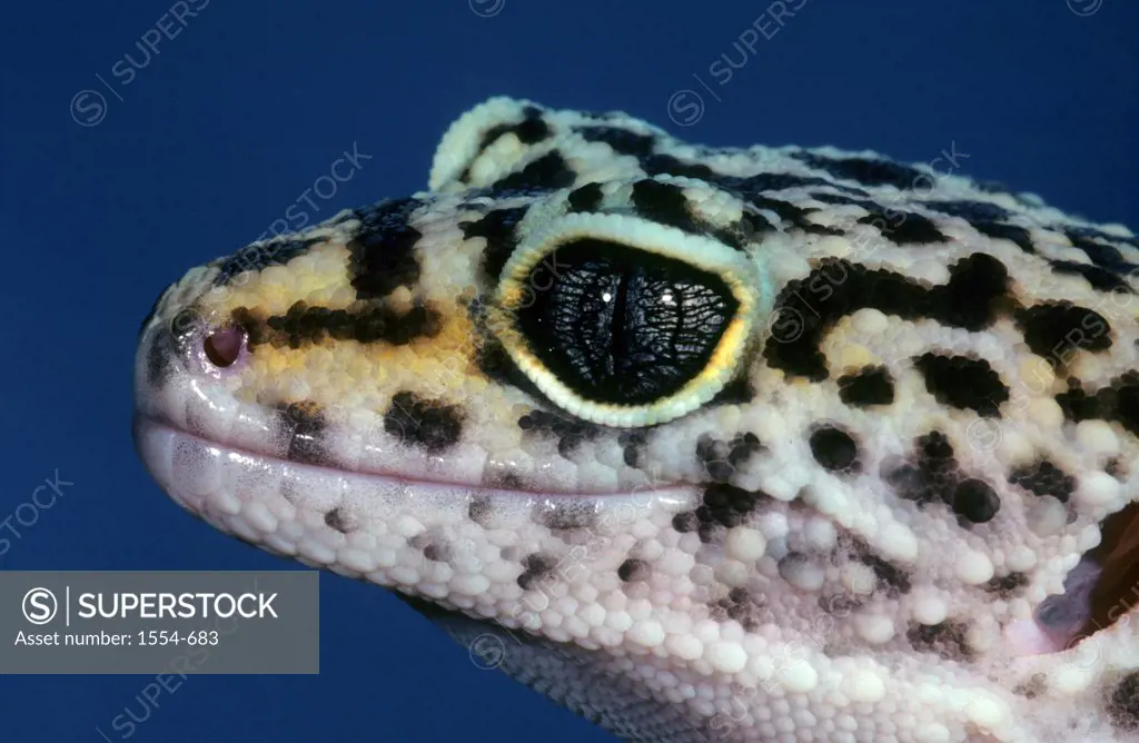 Close-up of a Leopard Gecko (Eublepharis macularius)