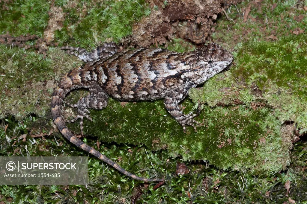 High angle view of a Northern Fence Lizard (Sceloporus undulatus hyacinthinus), North Carolina, USA