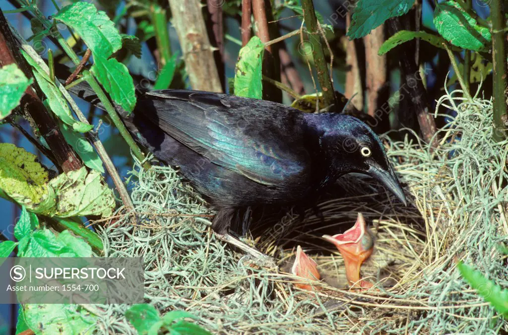 Male Common grackle (Quiscalus quiscula) on nest with young chicks, North Florida, Florida, USA