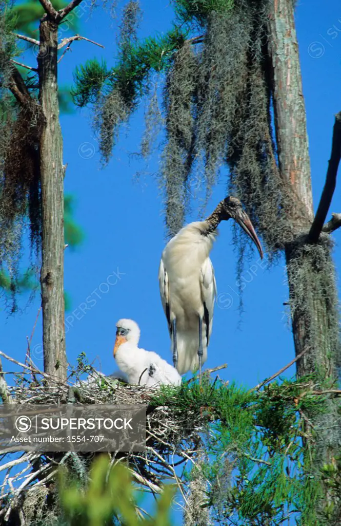 Wood storks (Mycteria americana) on nest, North Florida, Florida, USA