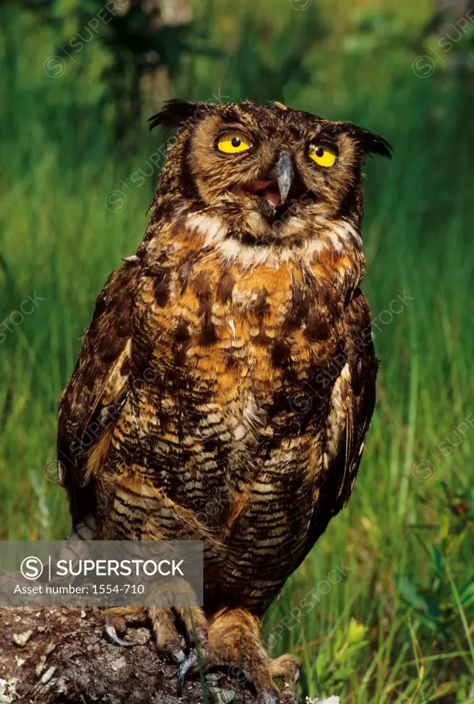 Great horned owl (Bubo virginianus), North Florida, Florida, USA