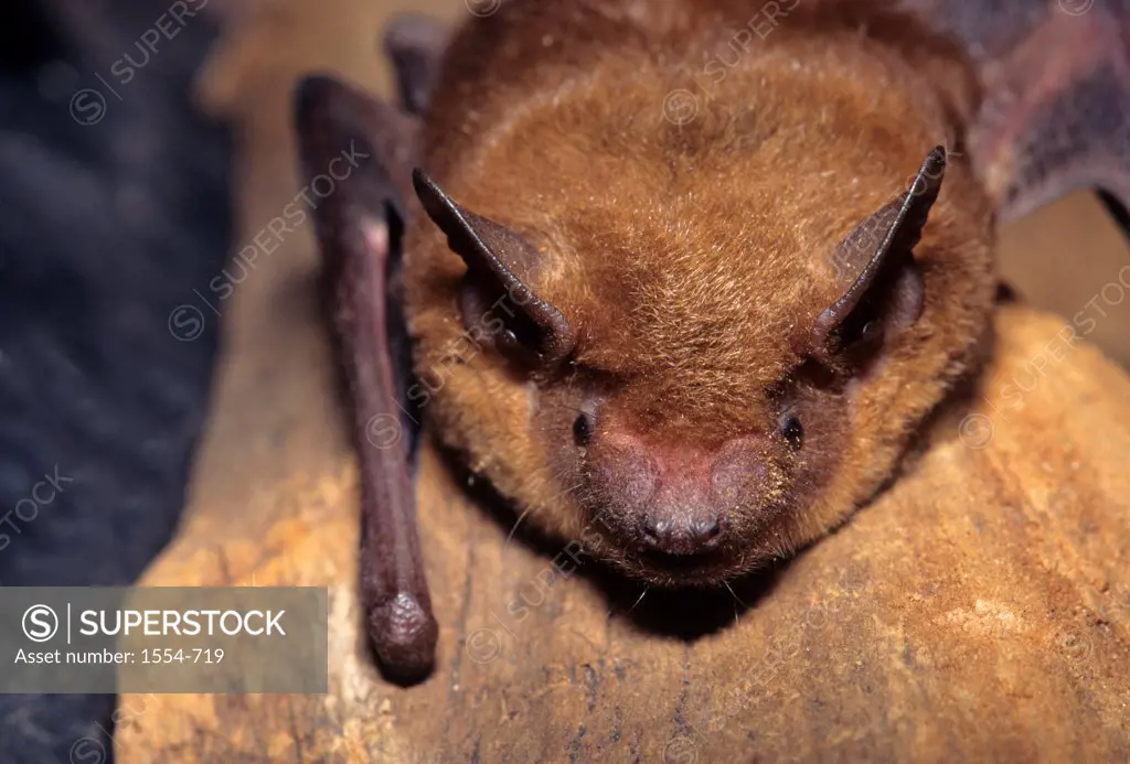 Evening bat (Nycticeius humeralis), Florida, USA