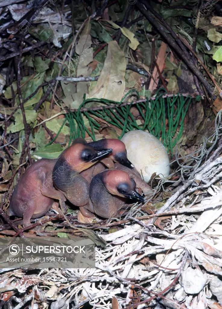 Anhinga (Anhinga anhinga) chicks in nest, Everglades National Park, South Florida, Florida, USA
