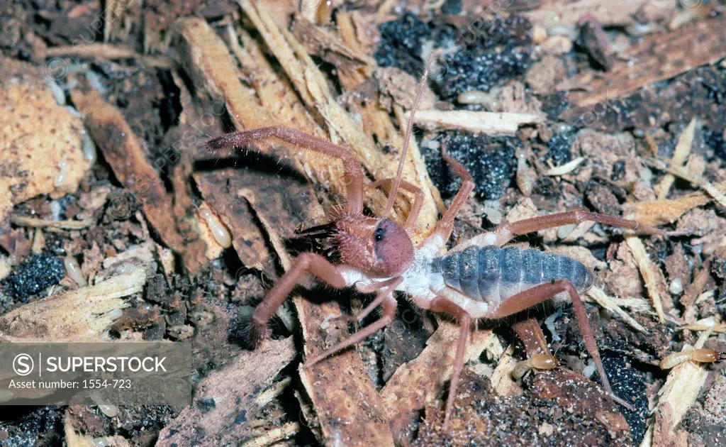 Close-up of a Wind scorpion