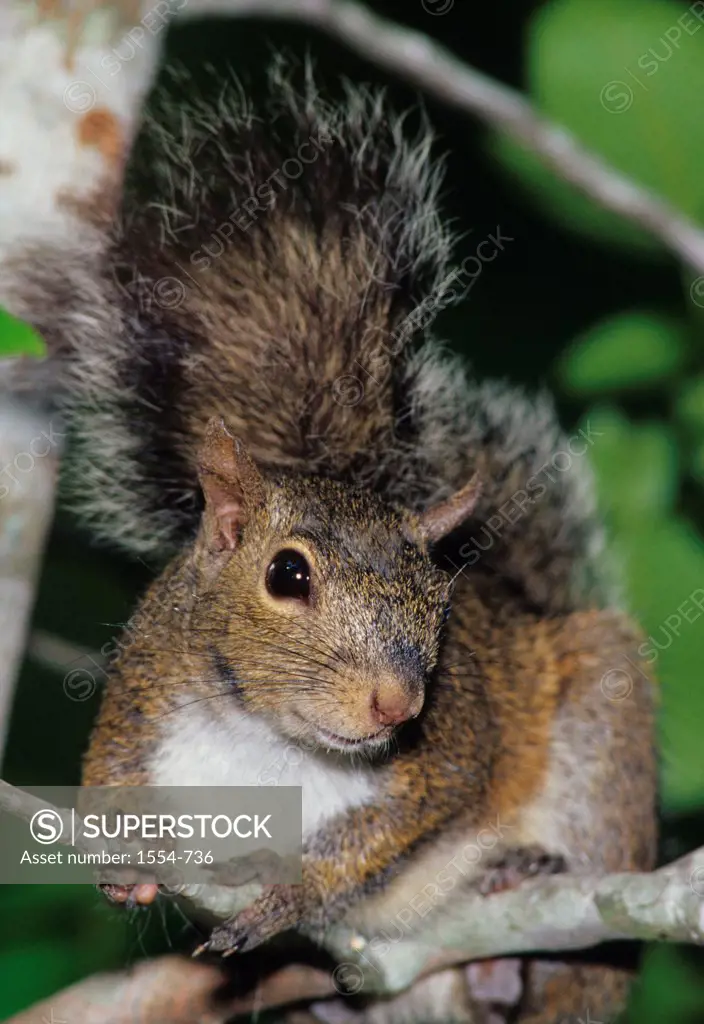 Eastern gray squirrel (Sciurus carolinensis)