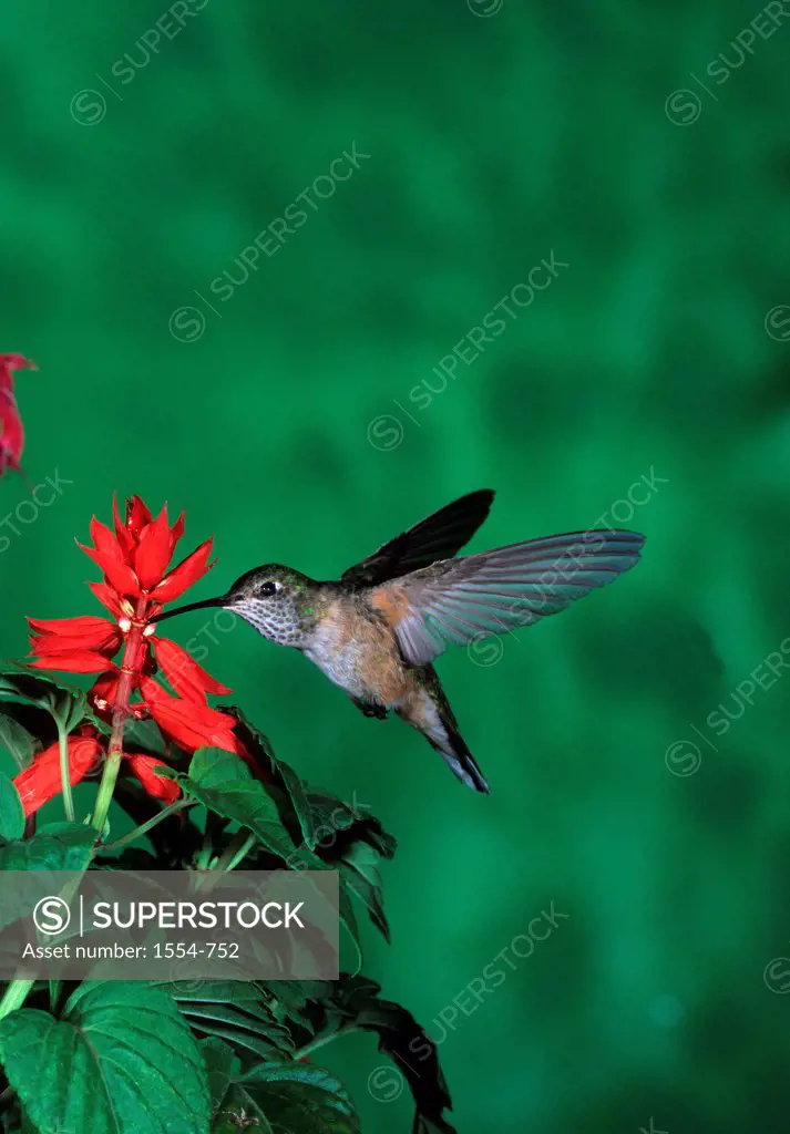 Broad-tailed hummingbird (Selasphorus platycercus) female feeding on flower, Arizona, USA