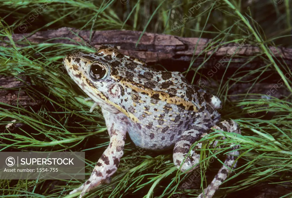 Florida gopher frog (Lithobates capito aesopus), Florida, USA