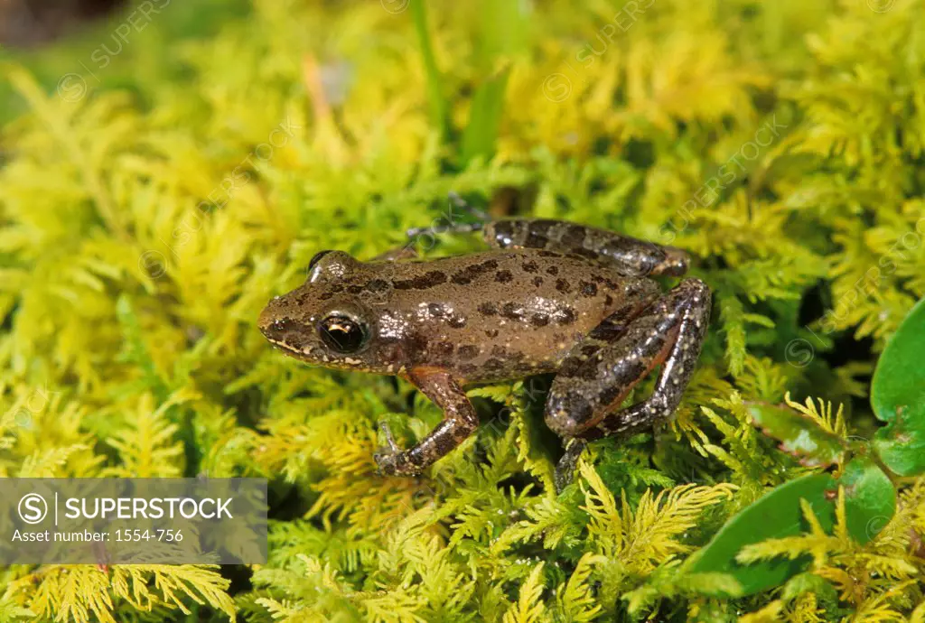 Florida chorus frog (Pseudacris nigrita verrucosa), Florida, USA