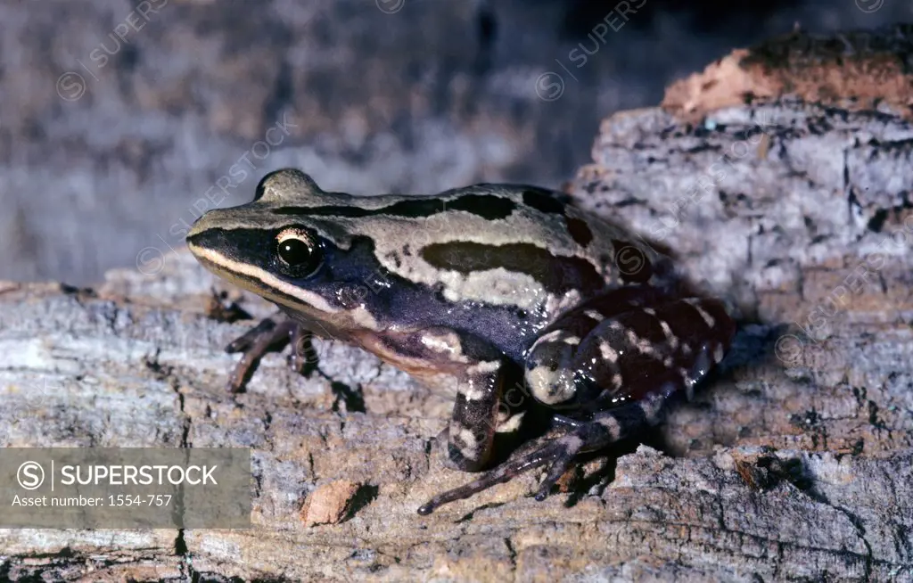 Southern chorus frog (Pseudacris nigrita nigrita), Florida, USA