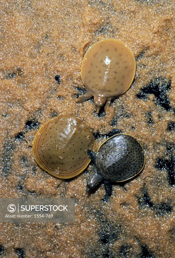Florida softshell turtle (Apalone ferox) and Smooth softshell turtle (Apalone mutica) and Spiny softshell turtle (Apalone spinifera), Florida, USA