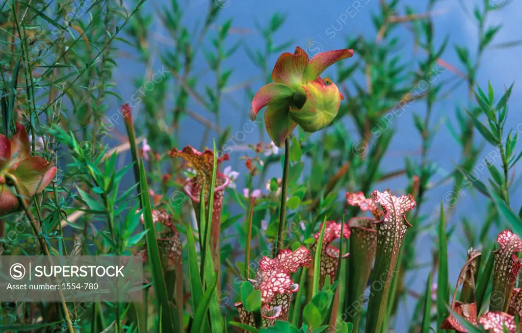 White pitcher plants (Sarracinea leucophylia), Florida, USA