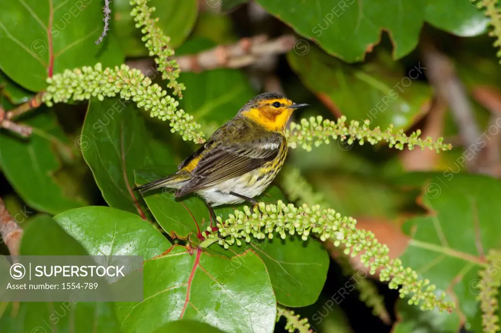 Close-up of a Cape May Warbler (Dendroica tigrina)