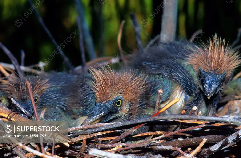 Close-up of Tricolored Heron (Egretta tricolor) chicks in its nest, Florida, USA