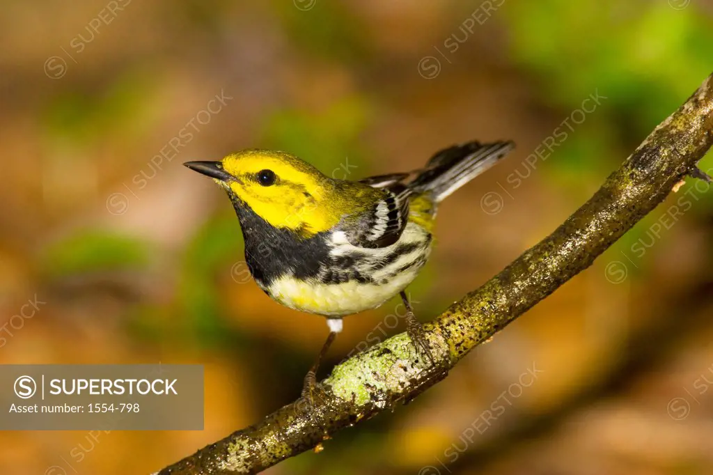 Black-Throated Green warbler (Dendroica Virens) perching on a branch, Texas, USA