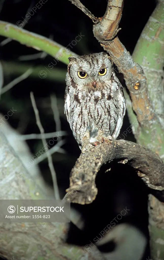 Close-up of Western Screech Owl (Megascops kennicottii) on a tree branch, Arizona, USA