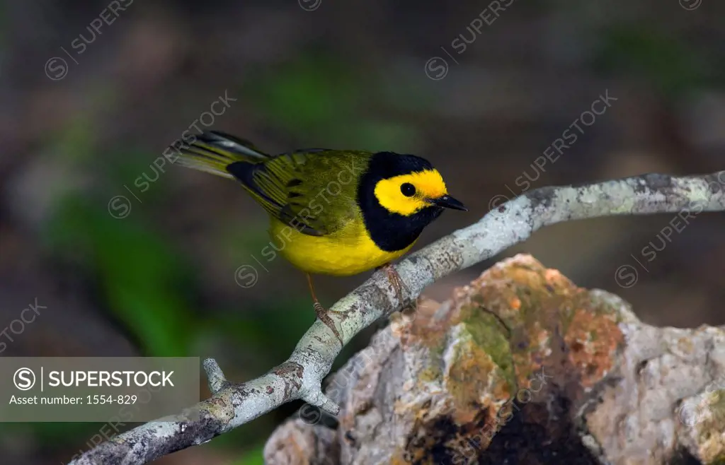 Close-up of a male Hooded Warbler () perching on a branch, High Island, Texas, USA