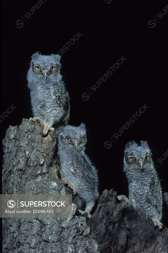 USA, North Florida, Eastern Screech-Owl (Otus asio)