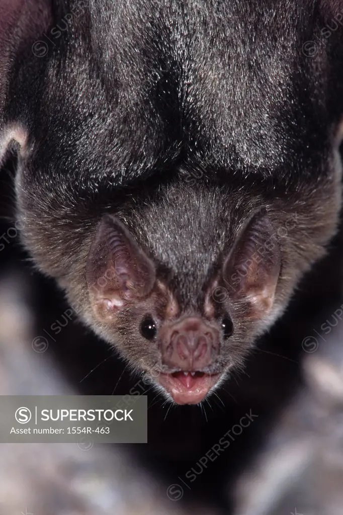 Mexico, Sonora, Common Vampire Bat (Desmodus rotundus)