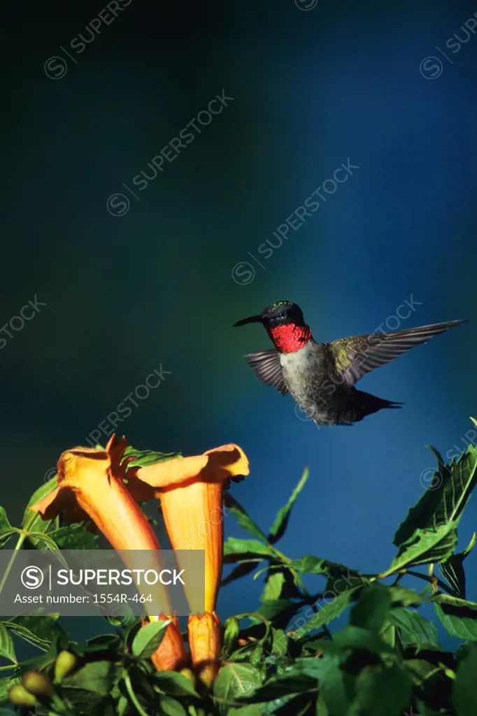 USA, North Florida, Ruby-throated Hummingbird (Archilochus colubris), male at Trumpet Vine (Campsis radicans)