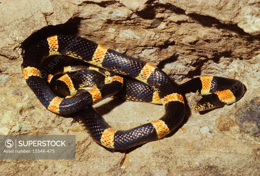 Mexico, Alamos, Senora, Western Long-nosed Snake (Rhinochelius lecontei)