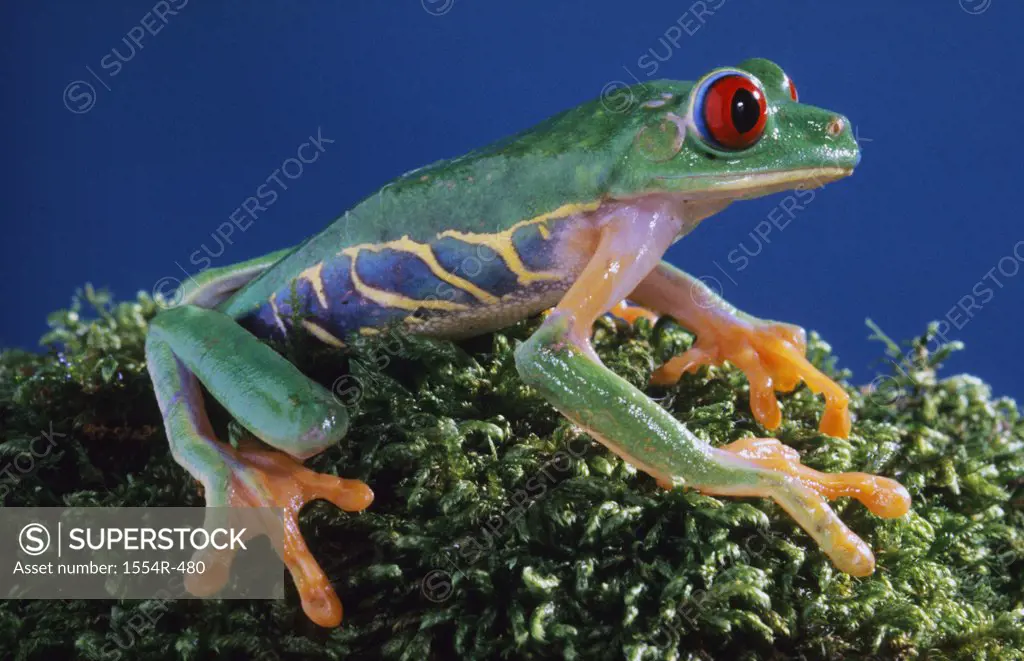 Central America, Red-eyed Tree Frog (Agalychinis calidryas)