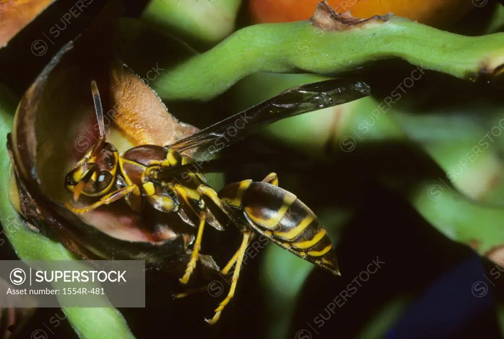 USA, Florida, Paper Wasp (Family Vespidae)