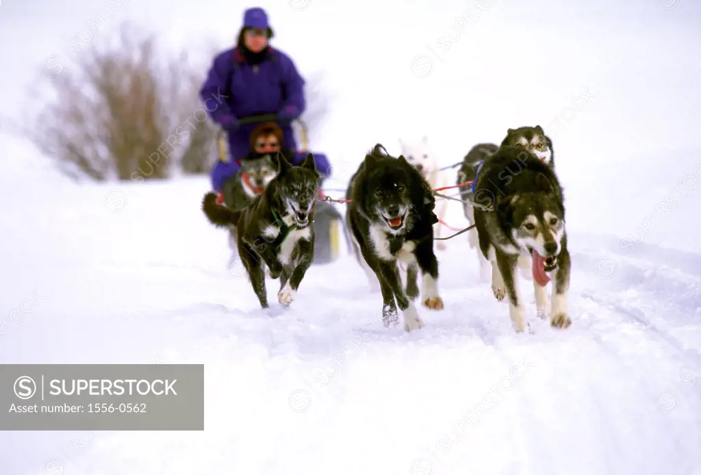 Husky dogs racing across the snow