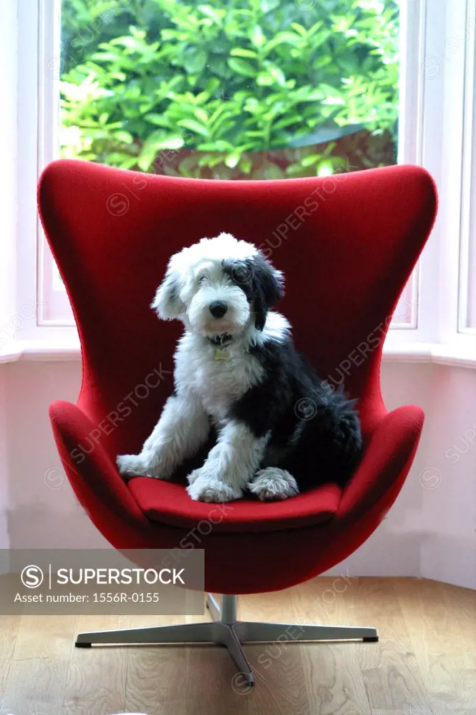 Puppy sitting in red chair