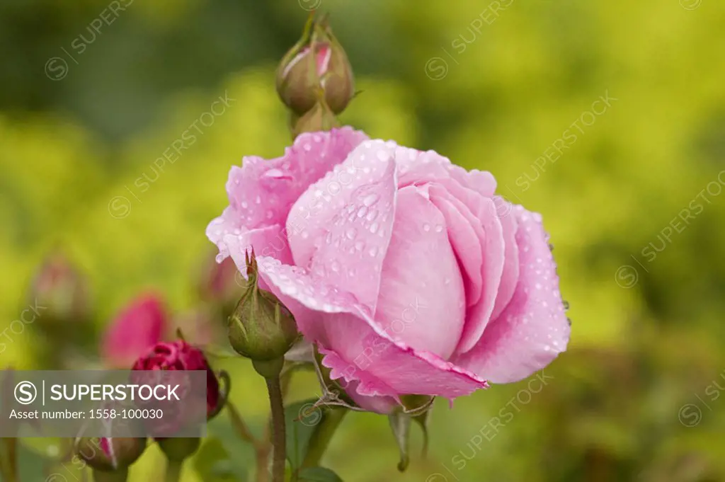 Garden, rose, detail, bloom, pink,  wet,   Rose bed, garden flower, buds, rose bloom, petals, water drops, raindrops, prime, Floristik, nature, symbol...