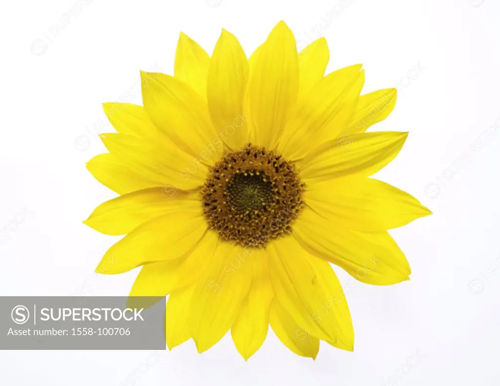 Sunflower, Helianthus annuus,  Detail, bloom,   Plant, flower, composites, ornament flower, slice flower, ornamental plant, garden flower, useful plan...
