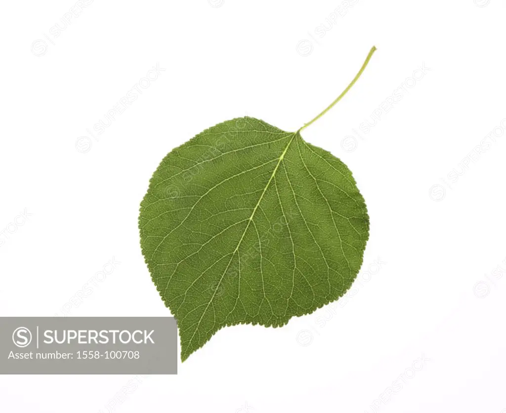 Apricot tree leaf,    Tree, apricot tree, Prunus armeniaca, foliage, leaf, form, pattern, structure, leaf veins, leaf structure, botany, nature, conce...