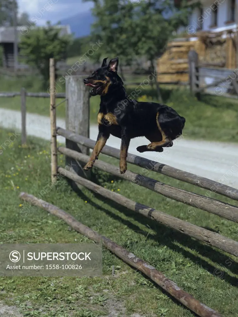 Dog, Rottweiler, fence, jumps,   Series, animal, mammal, dog, pet, house dog, race dog, breed, running, jump, dynamics, running, clears off, disobedie...