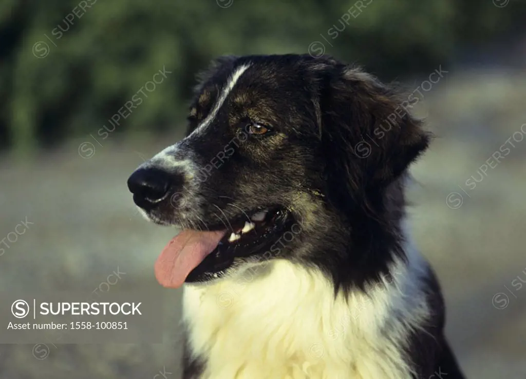 Half-breed dog, sitting, waiting,  Portrait,   Animal, mammal, dog, pet, house dog, half-breed, promenade half-breed, fur color black-and-white, long-...