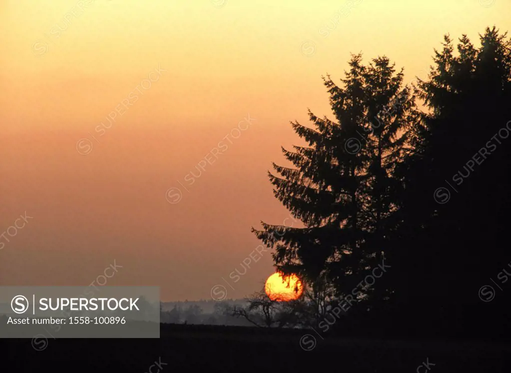 Forest edge, trees, silhouette,  Sunset,   Forest, conifers, nature, truncated time of day, evening sun sunset heaven color mood, color orange, Textfr...