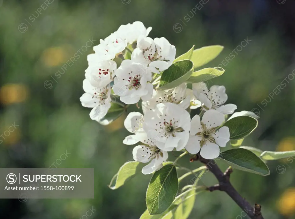 Pear tree, branch, detail, blooms, white,    Tree, fruit tree, Pyrus communis, blooms, fruit bloom,  Pear tree blooms, rose plant, nuclear fruit grove...