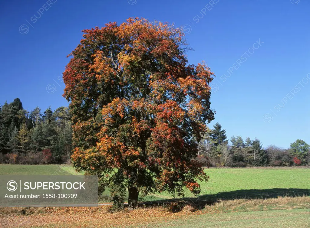 Meadow, meadow maple, Acer platanoides,  Autumn,   Nature, botany, vegetation, flora, plant, tree, detached, individually, solitaire tree, deciduous t...