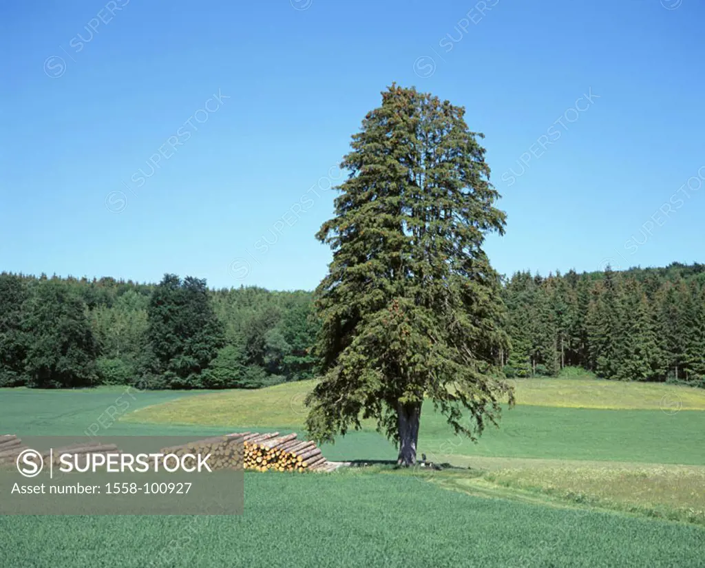 Forest edge, meadow, spruce, Picea spec.,  Wood stack,  Nature, forest, forest meadow, fields, agriculture, tree, solitaire tree, detached, individual...