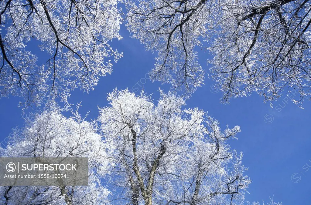 Deciduous trees, bald, branches, hoarfrost,  Treetops, detail, perspectives,   Nature, season, winters, wintry, cold, drily, ring azure, cloudless, tr...