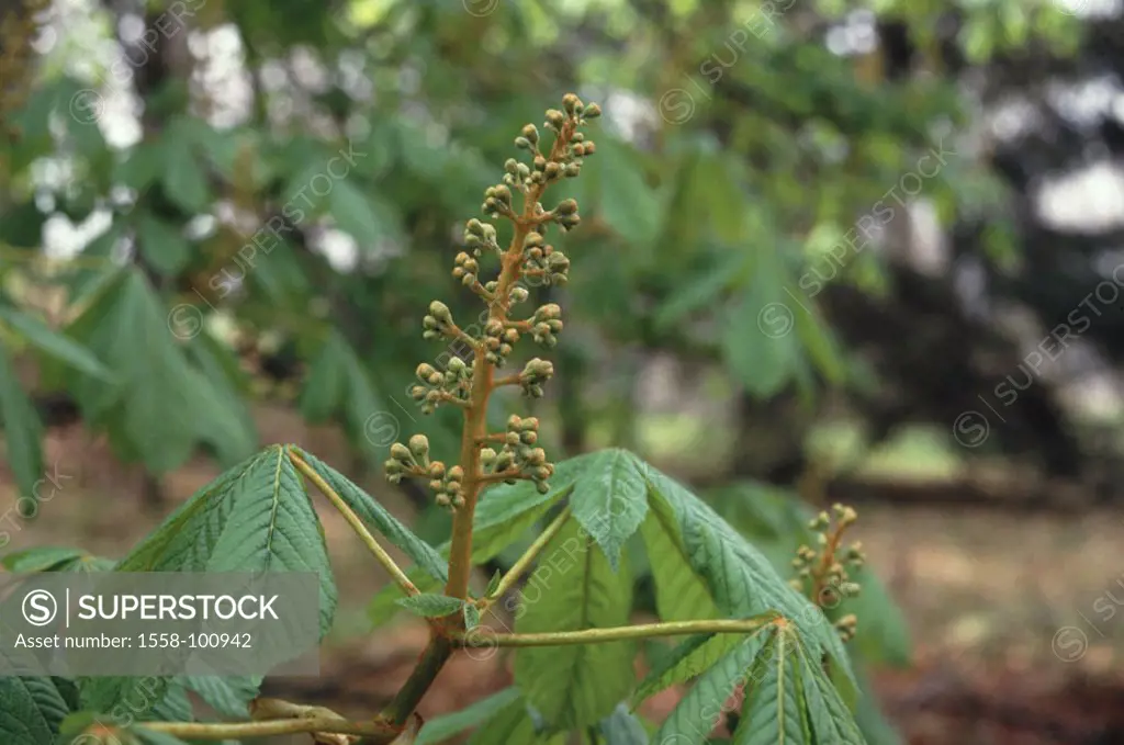 Mean horse chestnut, Aesculus, hippocastanum, detail, buds,  Tree of the year 2005 Plant, tree, Spanish chestnut tree, steed Spanish chestnut tree,  C...