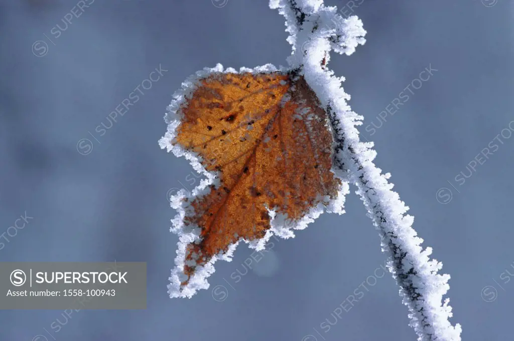 Branch, leaf, hoarfrost, detail,    Nature, season, autumn, winters, wintry, cold, cold, icy, frostily, frost, ring, foliage, ware freezing concept, d...