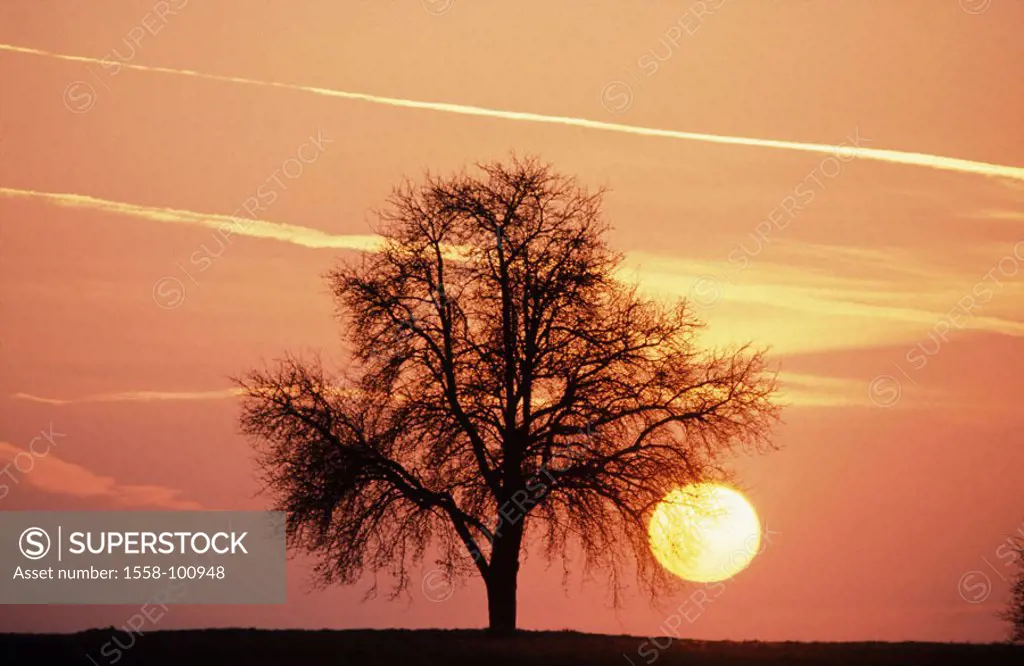 Silhouette, tree, bald, sunset,    Nature, heaven, color mood, color, orange, deciduous tree, solitaire tree, detached, individually, branches, season...