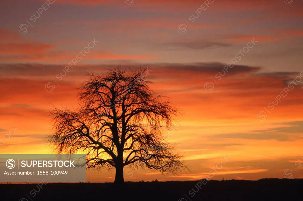 Silhouette, tree, bald, sunset,    Nature, heaven, color mood, clouds color, orange, deciduous tree, branches, individually solitaire tree, detached, ...