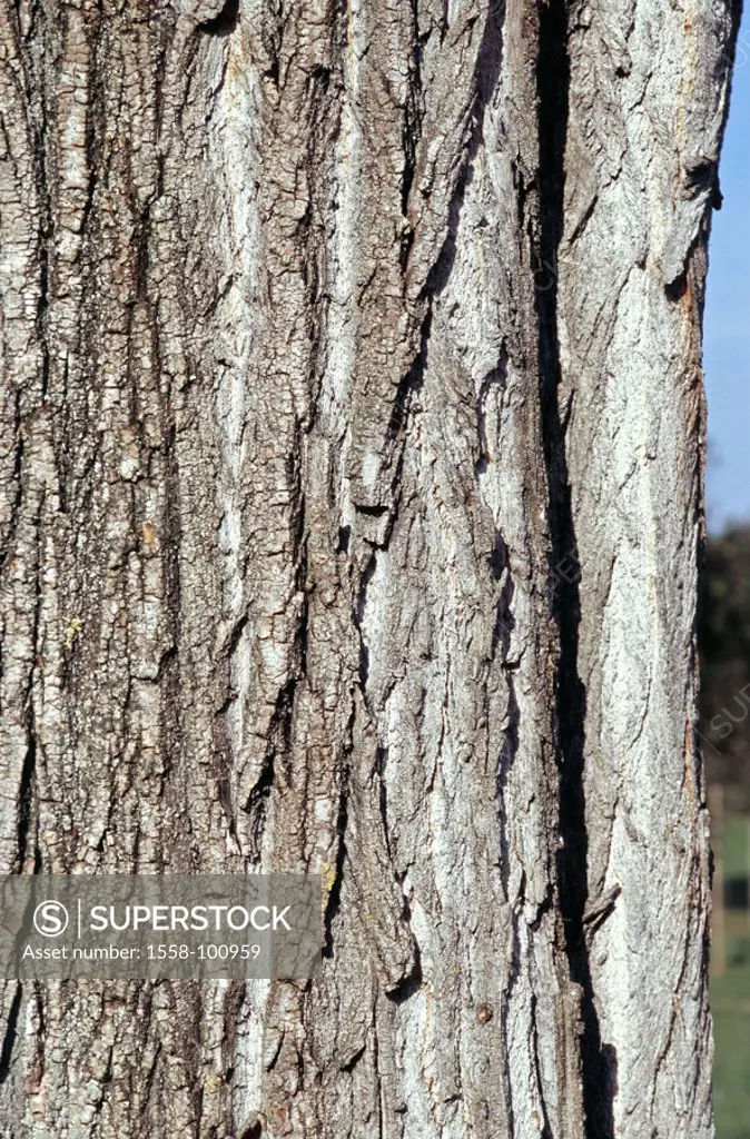 Bark, black poplar, Populus  nigra, close-up  Nature, plants, tree, poplar, trunk, log, detail, bark, rind, bark structure, patterns, gray,