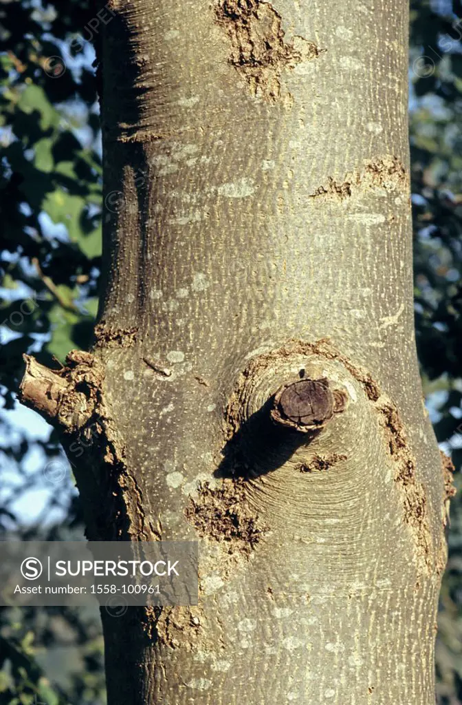 Mean ash, Fraxinus excelsior,  Trunk, detail,   Nature, plants, tree, usual ash, deciduous tree, log, bark, rind, bark structure, patterns, bark, lich...