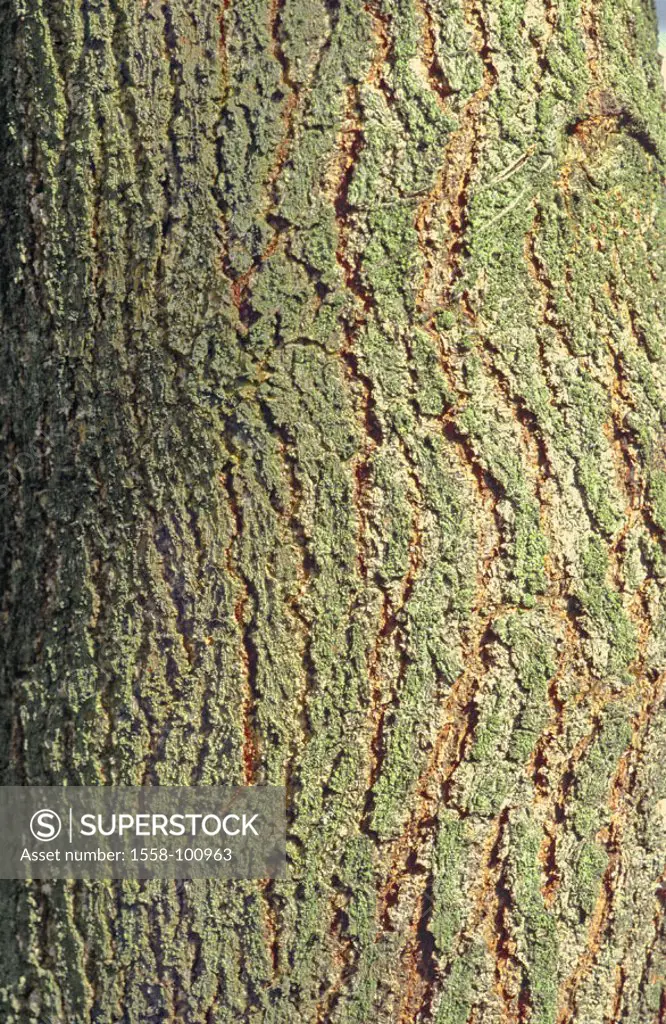 White mulberry tree, Morus alba,  Trunk, bark, close-up,   Nature, plants, tree, log, bark, rind, bark structure, patterns, structure, Background,