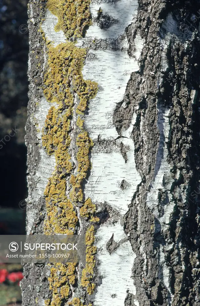 , Betula pendula, trunk,  Bark, detail,   Nature, plants, tree, birch, white birch, deciduous tree, log, bark, rind, bark structure, patterns, structu...